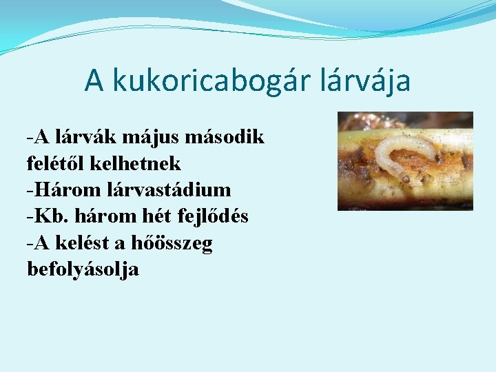 A kukoricabogár lárvája -A lárvák május második felétől kelhetnek -Három lárvastádium -Kb. három hét