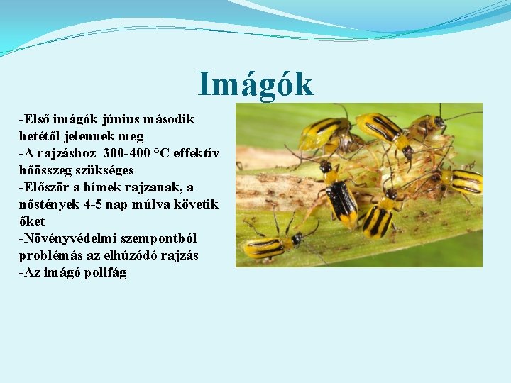 Imágók -Első imágók június második hetétől jelennek meg -A rajzáshoz 300 -400 °C effektív