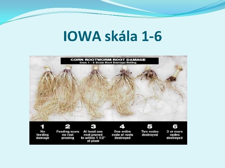 IOWA skála 1 -6 