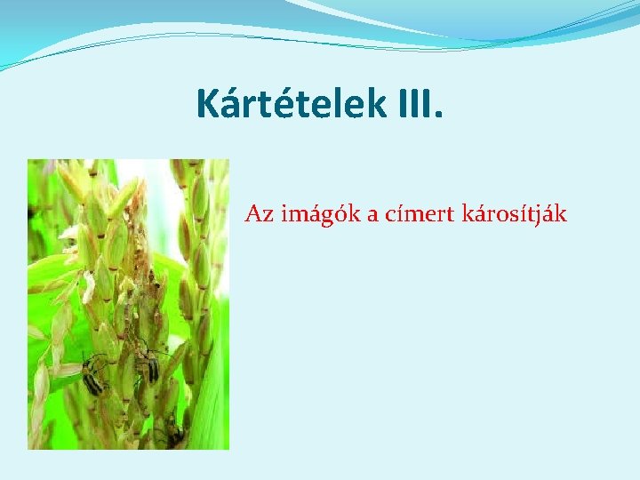 Kártételek III. Az imágók a címert károsítják 