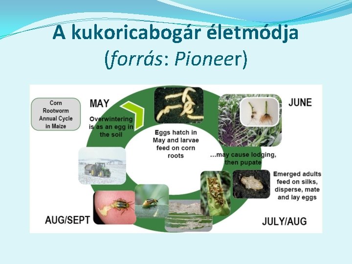 A kukoricabogár életmódja (forrás: Pioneer) 