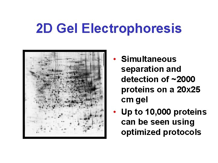 2 D Gel Electrophoresis • Simultaneous separation and detection of ~2000 proteins on a