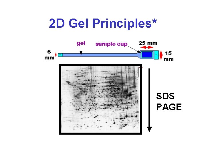 2 D Gel Principles* SDS PAGE 