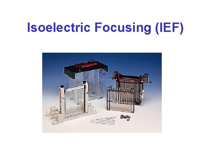 Isoelectric Focusing (IEF) 