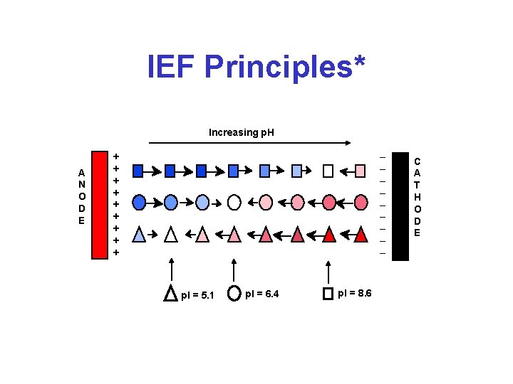 IEF Principles* Increasing p. H A N O D E _ _ _ _