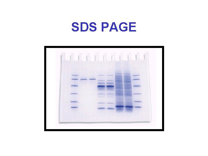 SDS PAGE 