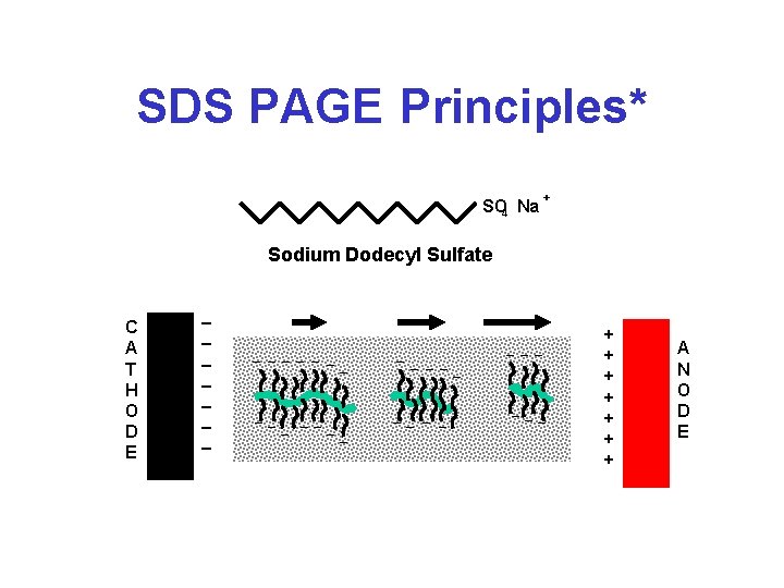 SDS PAGE Principles* SO 4 Na + Sodium Dodecyl Sulfate C A T H