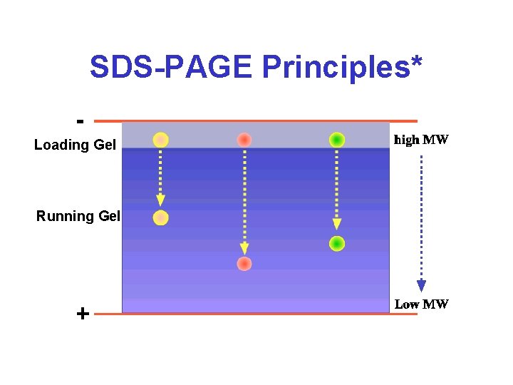 SDS-PAGE Principles* Loading Gel Running Gel 