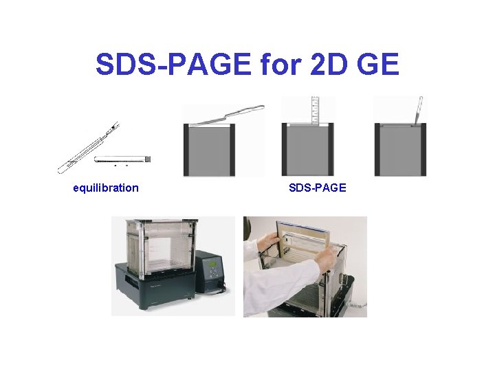 SDS-PAGE for 2 D GE equilibration SDS-PAGE 