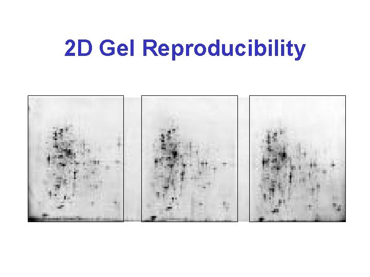 2 D Gel Reproducibility 