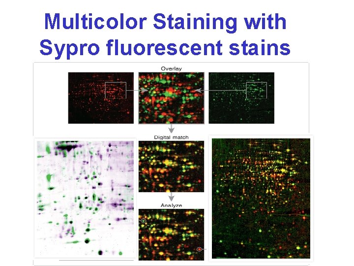 Multicolor Staining with Sypro fluorescent stains 