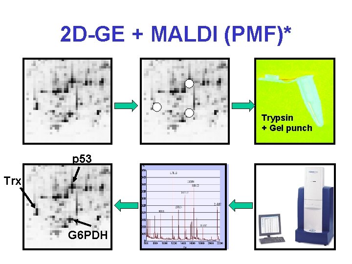 2 D-GE + MALDI (PMF)* Trypsin + Gel punch p 53 Trx G 6