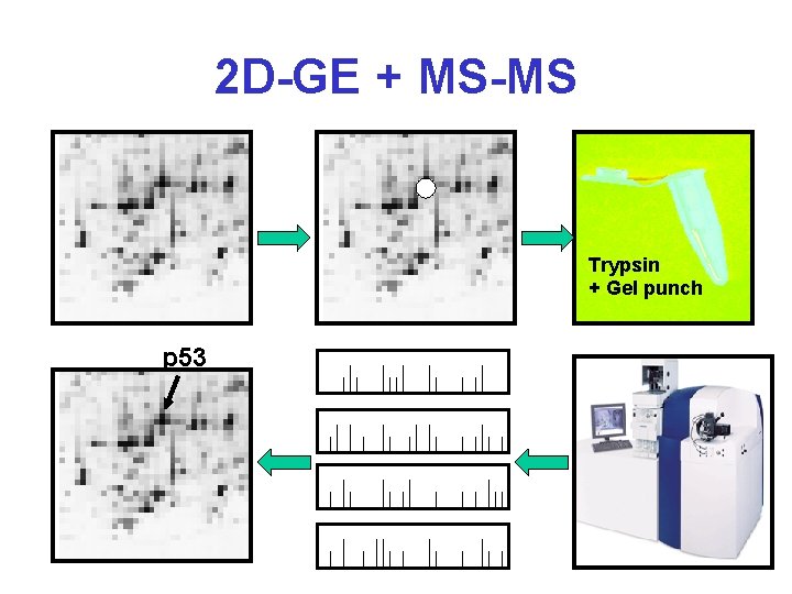 2 D-GE + MS-MS Trypsin + Gel punch p 53 