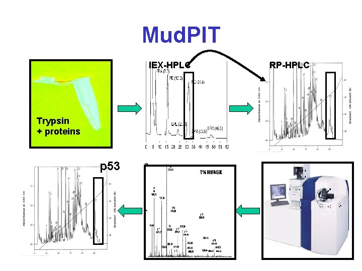 Mud. PIT IEX-HPLC Trypsin + proteins p 53 RP-HPLC 