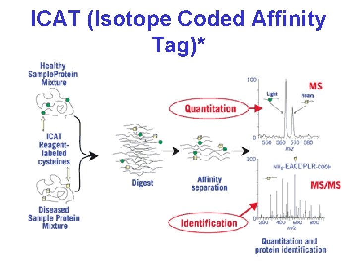 ICAT (Isotope Coded Affinity Tag)* 