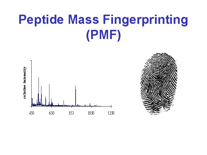 Peptide Mass Fingerprinting (PMF) 