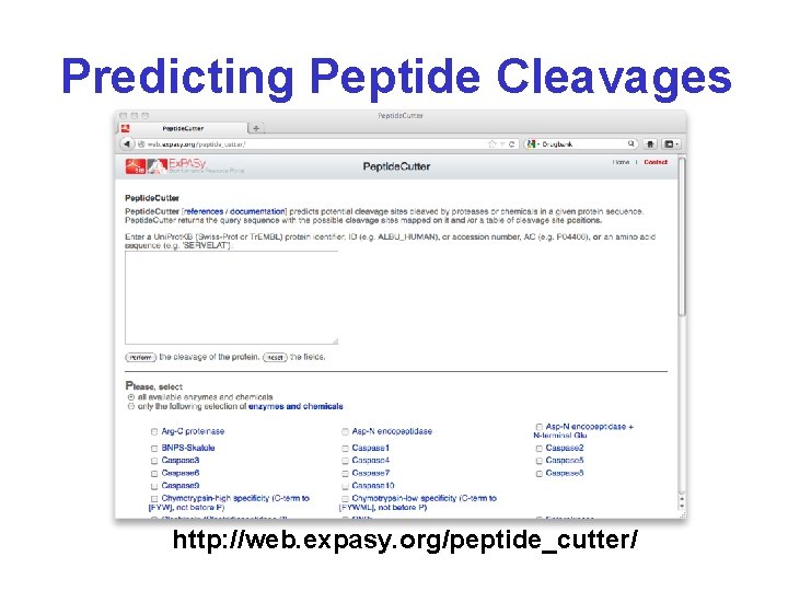 Predicting Peptide Cleavages http: //web. expasy. org/peptide_cutter/ 