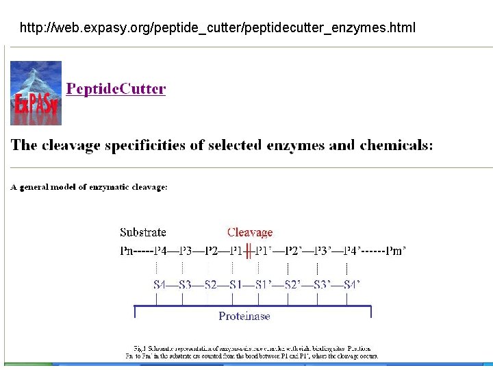 http: //web. expasy. org/peptide_cutter/peptidecutter_enzymes. html 