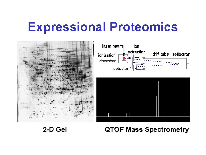 Expressional Proteomics 2 -D Gel QTOF Mass Spectrometry 