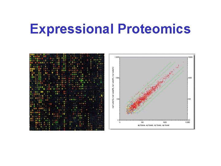 Expressional Proteomics 