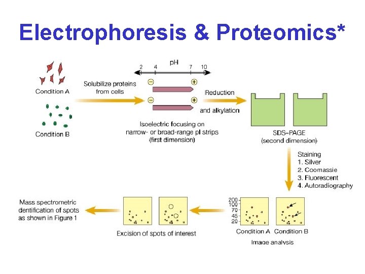 Electrophoresis & Proteomics* 