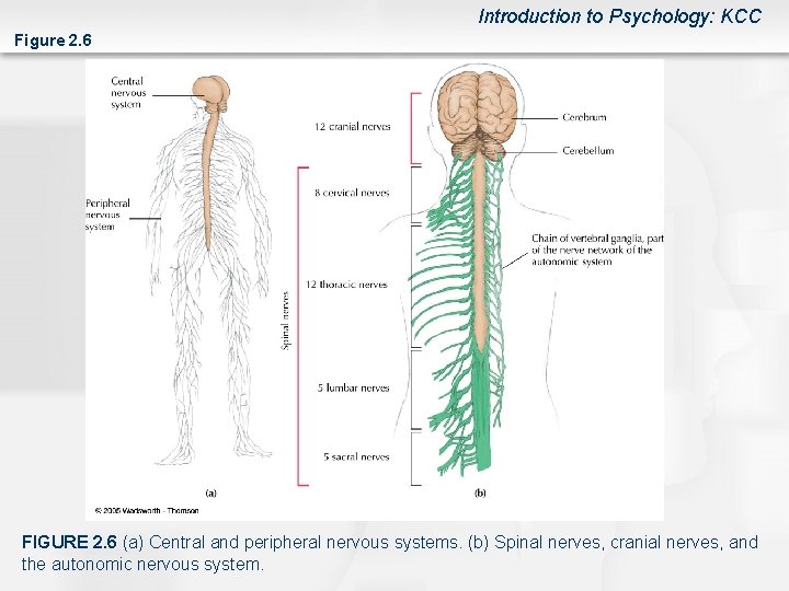 Introduction to Psychology: KCC Figure 2. 6 FIGURE 2. 6 (a) Central and peripheral