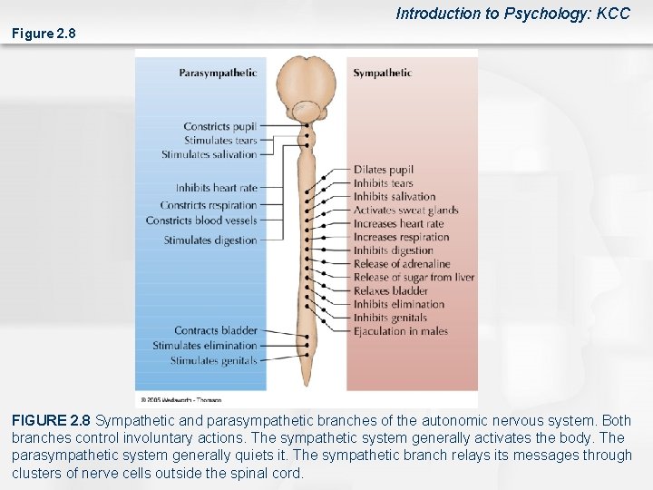 Introduction to Psychology: KCC Figure 2. 8 FIGURE 2. 8 Sympathetic and parasympathetic branches