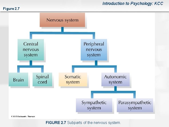 Introduction to Psychology: KCC Figure 2. 7 FIGURE 2. 7 Subparts of the nervous