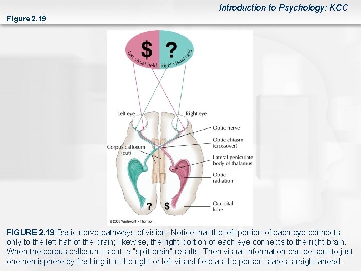 Introduction to Psychology: KCC Figure 2. 19 FIGURE 2. 19 Basic nerve pathways of