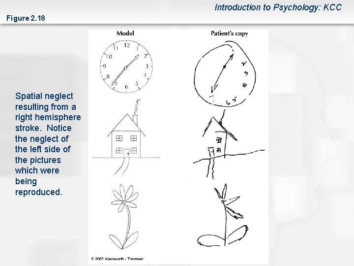Introduction to Psychology: KCC Figure 2. 18 Spatial neglect resulting from a right hemisphere