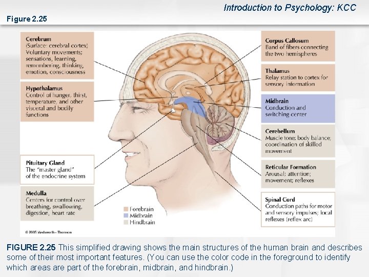 Introduction to Psychology: KCC Figure 2. 25 FIGURE 2. 25 This simplified drawing shows