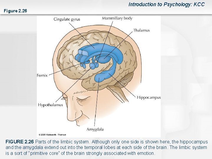 Introduction to Psychology: KCC Figure 2. 26 FIGURE 2. 26 Parts of the limbic