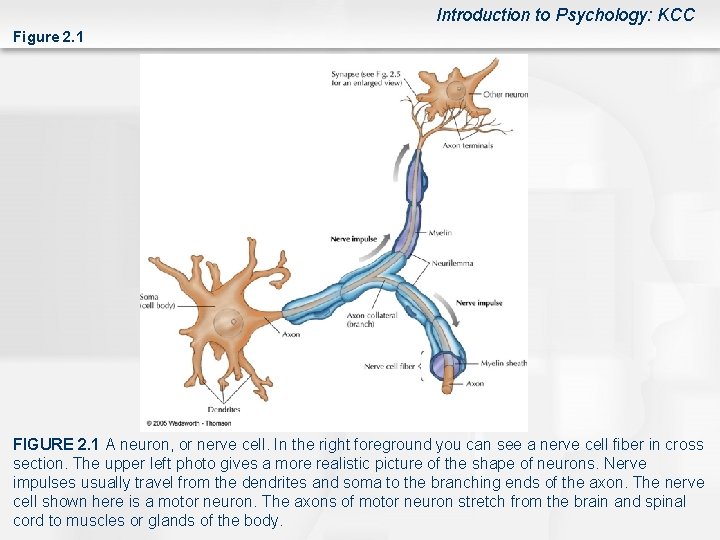 Introduction to Psychology: KCC Figure 2. 1 FIGURE 2. 1 A neuron, or nerve