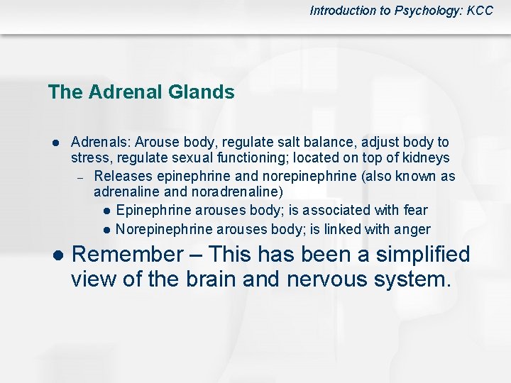 Introduction to Psychology: KCC The Adrenal Glands l Adrenals: Arouse body, regulate salt balance,