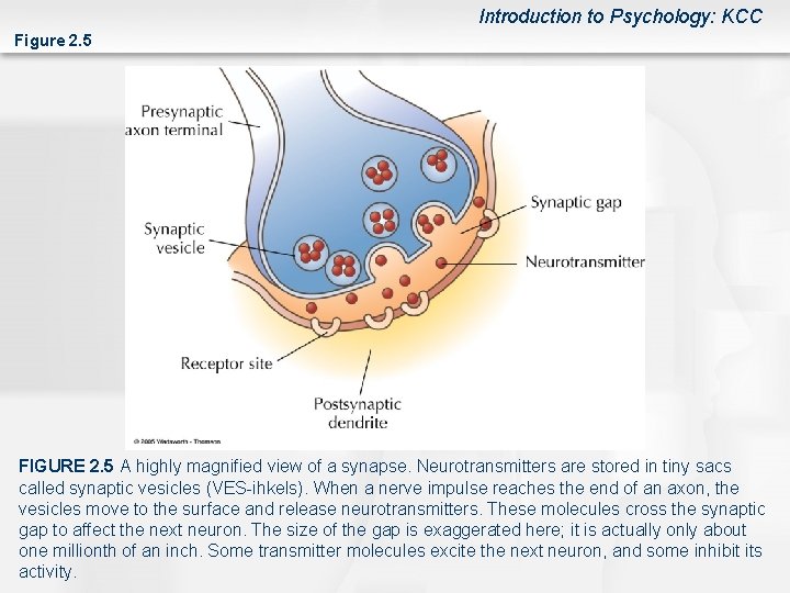 Introduction to Psychology: KCC Figure 2. 5 FIGURE 2. 5 A highly magnified view