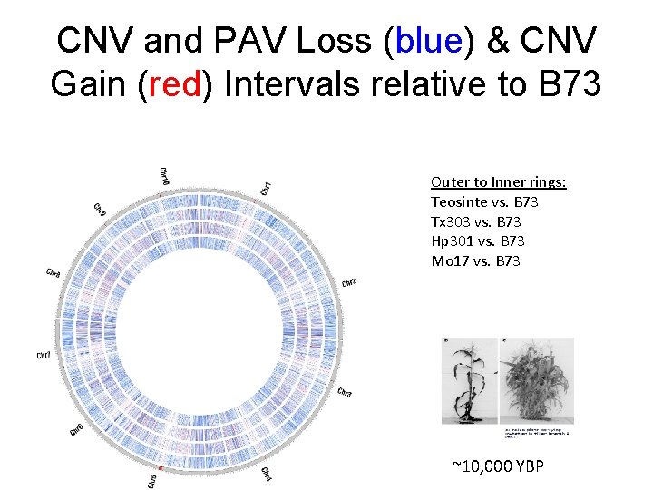 CNV and PAV Loss (blue) & CNV Gain (red) Intervals relative to B 73