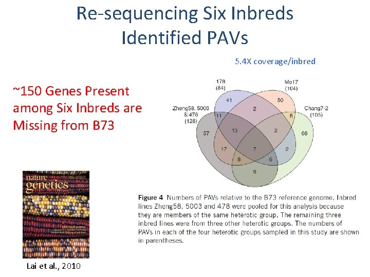 Re-sequencing Six Inbreds Identified PAVs 5. 4 X coverage/inbred ~150 Genes Present among Six