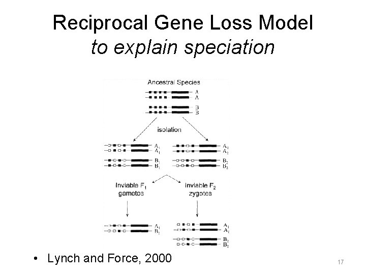 Reciprocal Gene Loss Model to explain speciation • Lynch and Force, 2000 17 