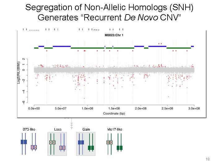 Segregation of Non-Allelic Homologs (SNH) Generates “Recurrent De Novo CNV” Model Predicts: Changes in