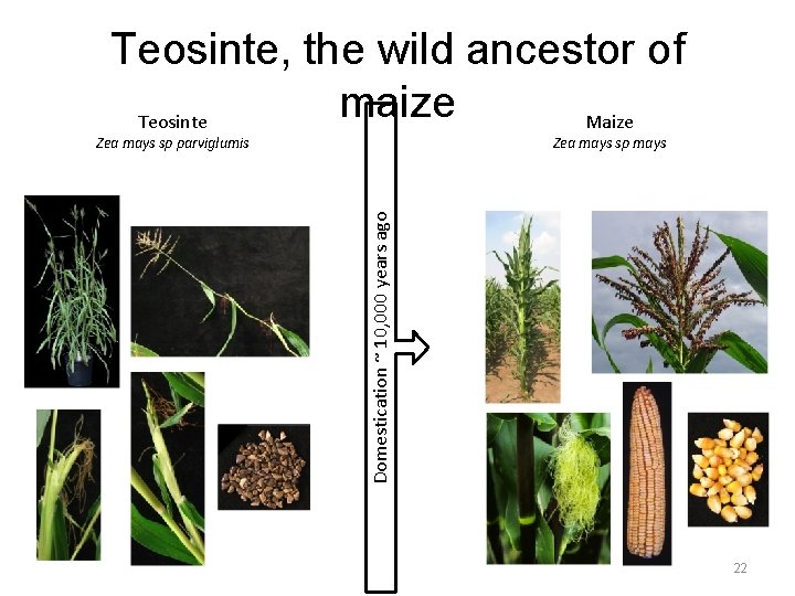 Teosinte, the wild ancestor of maize Teosinte Maize Zea mays sp mays Domestication ~