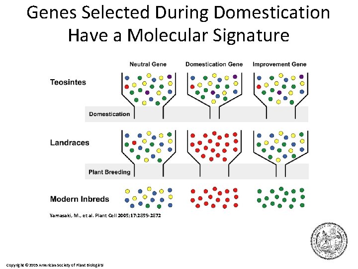 Genes Selected During Domestication Have a Molecular Signature Yamasaki, M. , et al. Plant