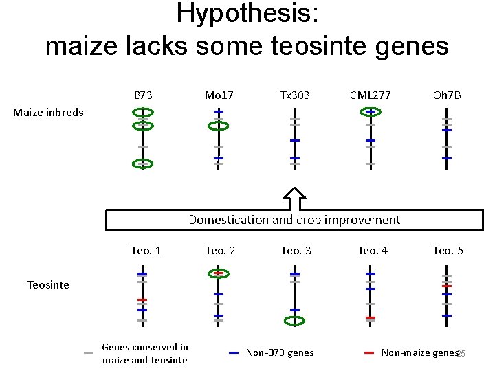 Hypothesis: maize lacks some teosinte genes B 73 Mo 17 Tx 303 CML 277