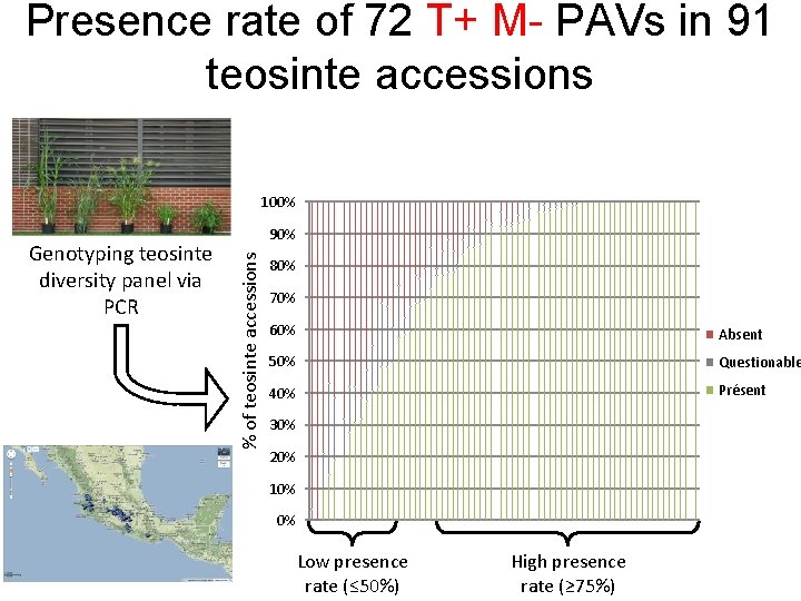 Presence rate of 72 T+ M- PAVs in 91 teosinte accessions 100% % of