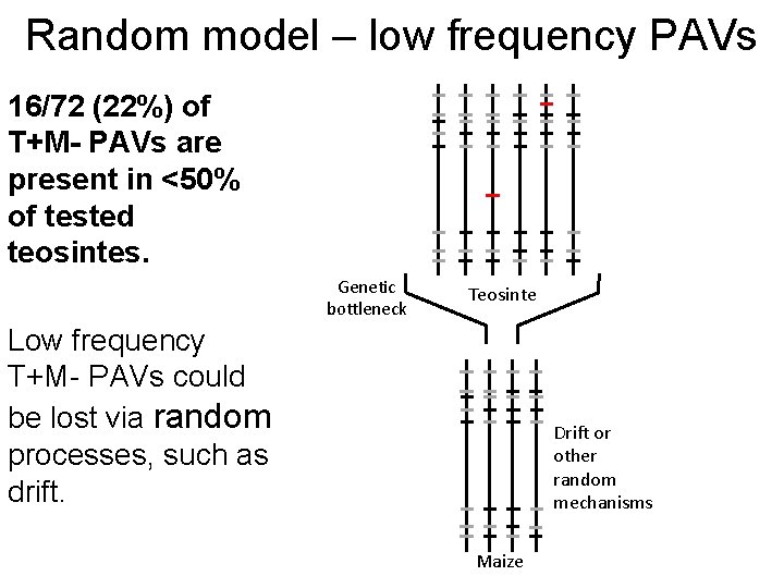 Random model – low frequency PAVs 16/72 (22%) of T+M- PAVs are present in