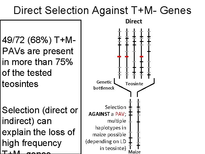 Direct Selection Against T+M- Genes Direct 49/72 (68%) T+M- PAVs are present in more