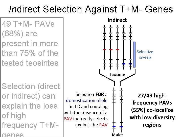 Indirect Selection Against T+M- Genes 49 T+M- PAVs (68%) are present in more than