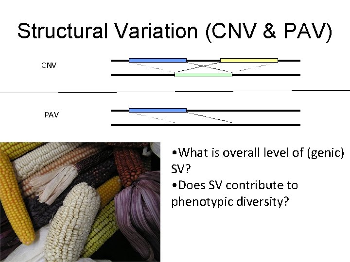 Structural Variation (CNV & PAV) CNV PAV • What is overall level of (genic)