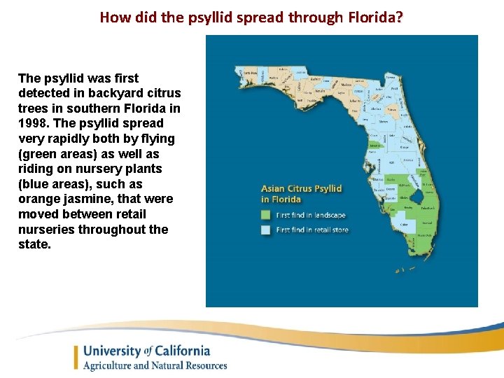 How did the psyllid spread through Florida? The psyllid was first detected in backyard