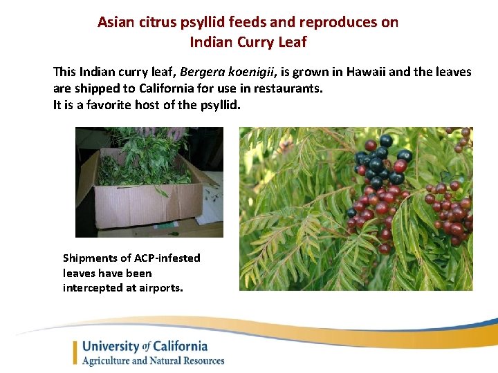 Asian citrus psyllid feeds and reproduces on Indian Curry Leaf This Indian curry leaf,