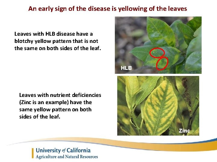 An early sign of the disease is yellowing of the leaves Leaves with HLB